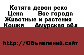 Котята девон рекс › Цена ­ 1 - Все города Животные и растения » Кошки   . Амурская обл.